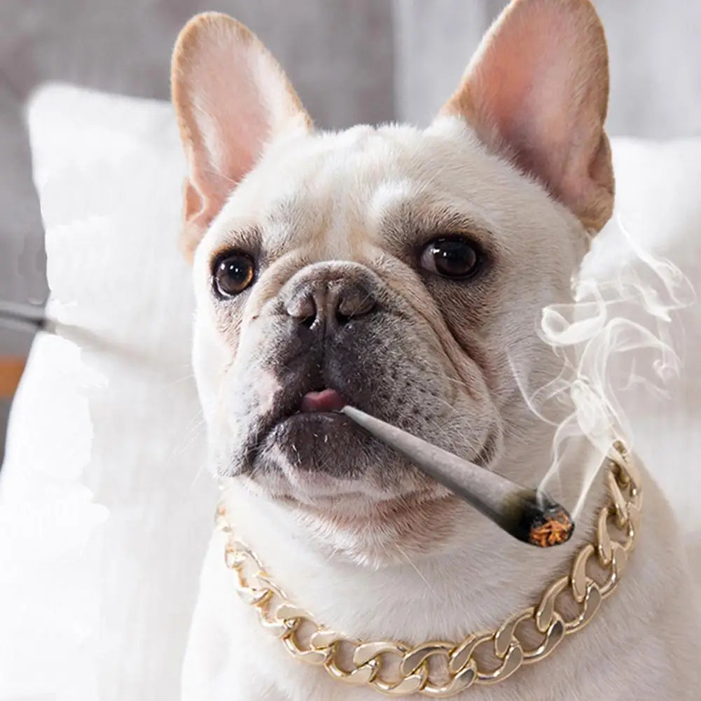 Powerful gold dog collar: understated, stately, made for real bonds
