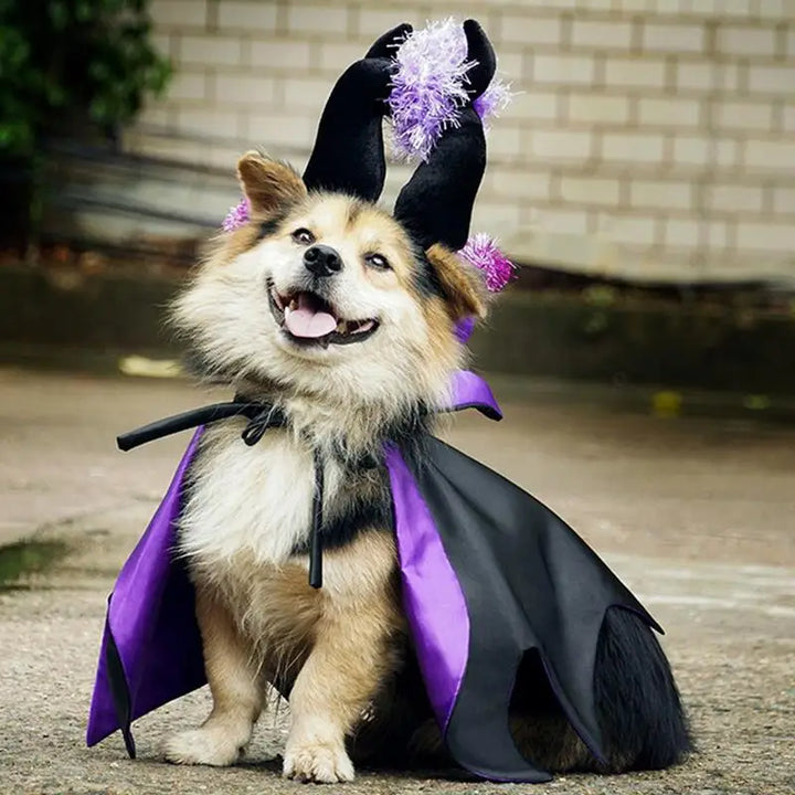 Halloween costume for dogs and cats: magical, funny and endearing