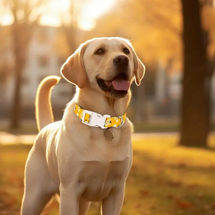 Yellow cotton dog collar – Fun, comfortable and tender on the neck