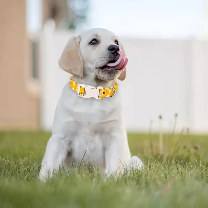 Yellow cotton dog collar – Fun, comfortable and tender on the neck