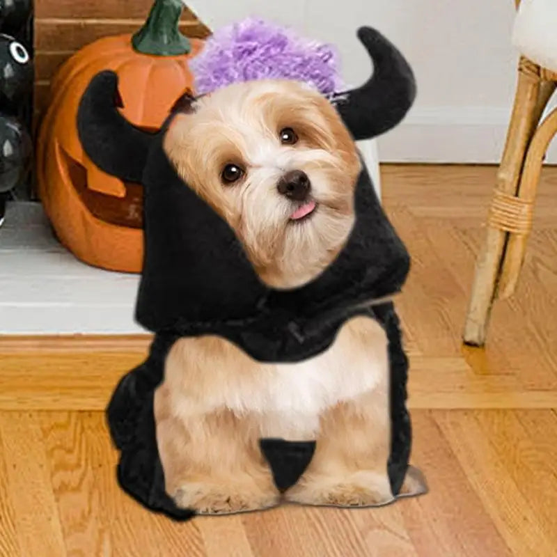 Halloween costume for dogs and cats: magical, funny and endearing